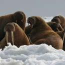 Pacific walrus-big brown rest on sea mammals with long tusks- rest on sea ice off the coast of Togiak National Wildlife Refuge in Alaska. 