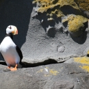 horned puffin on the rocks