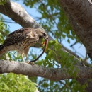A rusty brown colored hawk in a tree eating a small snake