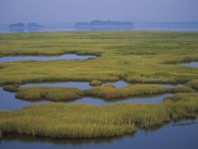 water and marsh vegetation weave together throughout a wetland