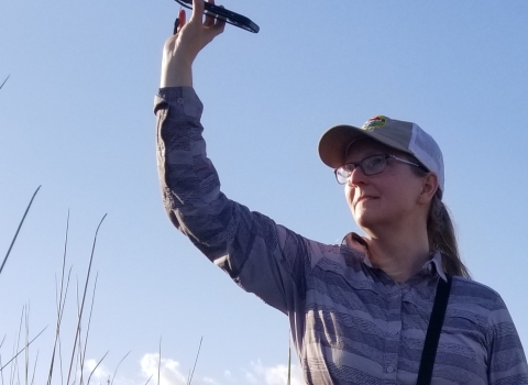 Biologist Christy Hand raises her arm and holds up a phone using playback audio while searching for Eastern black rail birds in South Carolina. 