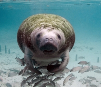Florida manatee swims in shallow water toward camera.