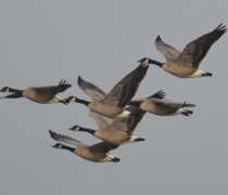 A flock of dusky Canada geese fly over Ankeny National Wildlife Refuge