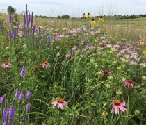 A close up view of a pollinator planting shows a variety of yellow, pink, and purple flowers. 