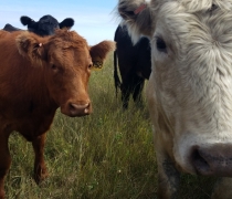 Cows grazing on USFWS land