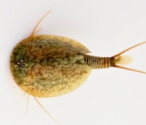 A close up picture of a vernal pool tadpole shrimp from the top down.