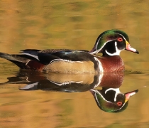Wood duck sitting on water