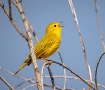 A yellow warbler singing