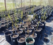 A stand of potted trees sitting in a nursery