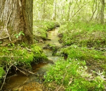 stream meandering through woodlands