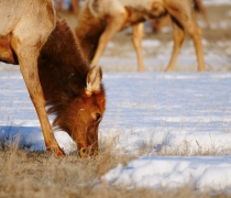 elk foraging for food on ground with some snow present