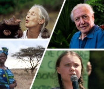 An image of 4 people. Top left: a chimpanzee and a woman (Jane Goodall) vocalizing. Top right: a man (Sir David Attenbouroug) with a large insect on his shoulder. Bottom left: a woman (Wangari Maathai) standing in front of a tree in a grassland. Bottom right: a young woman (Greta Thunberg) speaking into a microphone.