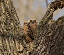 Two young owls perch together in the crook of a tree.
