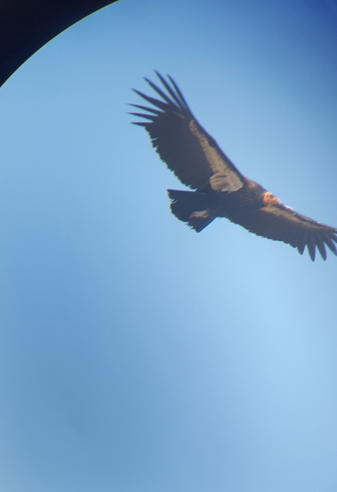 An adult California condor soars in front of a blue sky viewed through a scope, so there is a black frame creating a circular image.