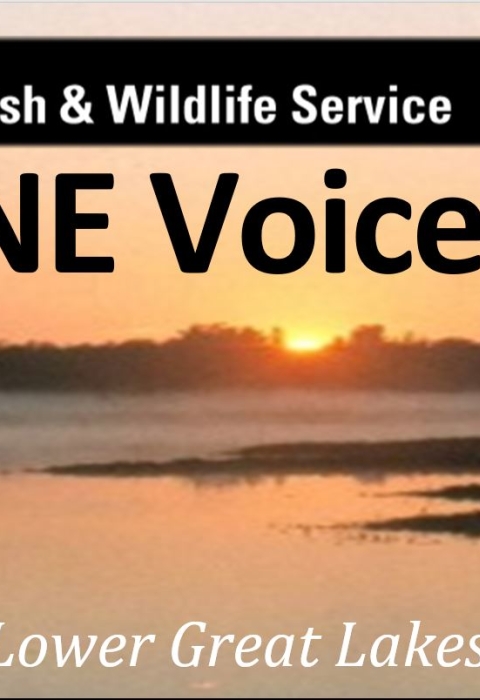 Banner image for ONEVoice newsletter