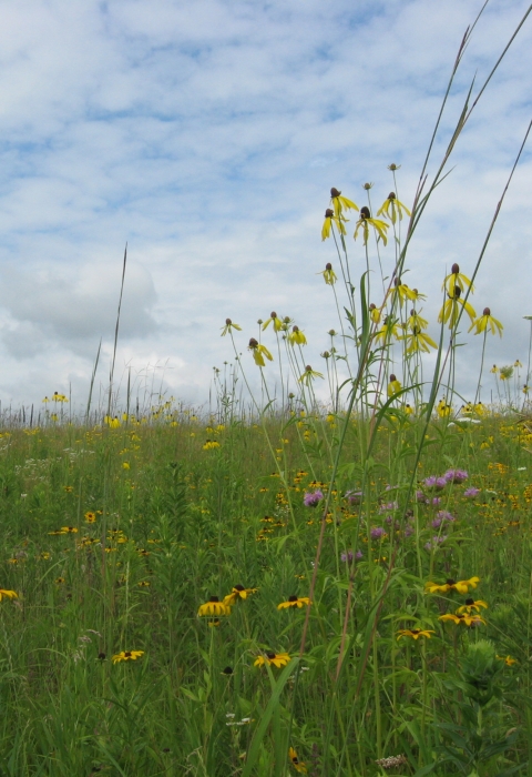 A ground view of a prairie with purple and yellow flowers