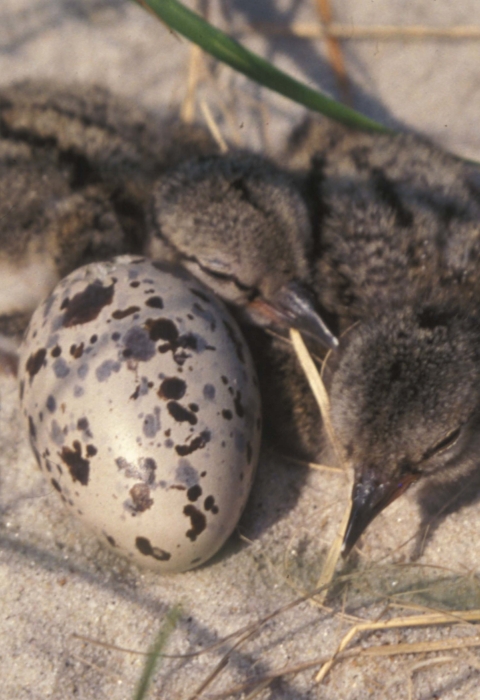 two bird chicks rest in the sand next to a speckled egg
