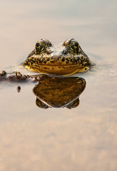 the head of a mountain yellow-legged frog pops out of the water of a lake in afternoon sun