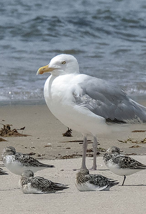 A large white-gray bird gull on an ocean beach with nine much smaller birds (sanderlings) next to it