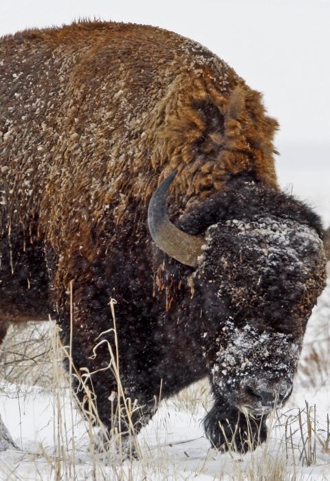 A big brown wooly animal with horns grazes in the snow at Rocky Mountain Arsenal National Wildlife Refuge outside of Denver.