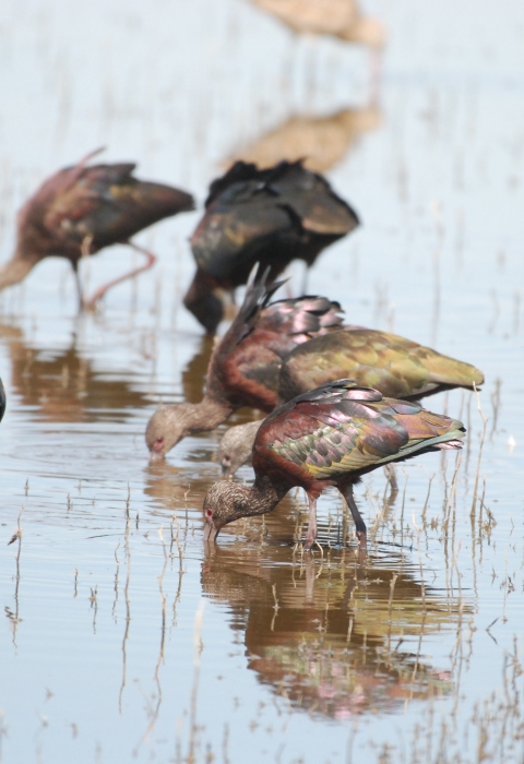 A group of long-legged birds with iridescent purple and copper-colored feathers feed while standing in shallow water. 