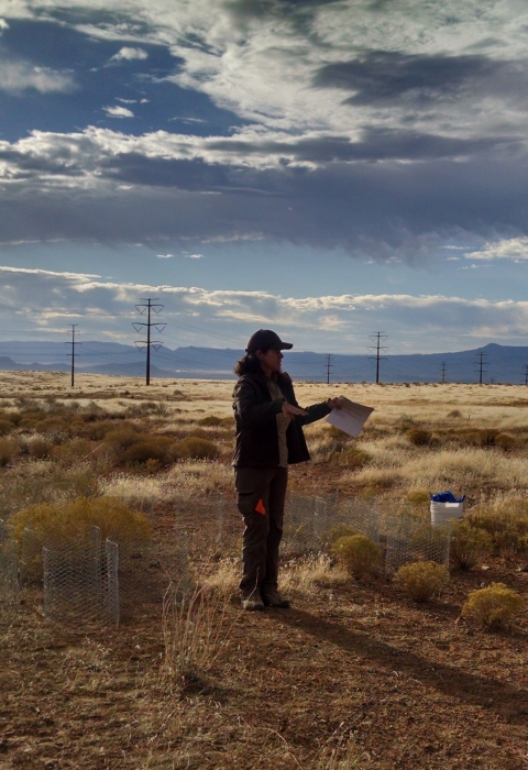 Staff surveying Mojave desert tortoise habitat. 