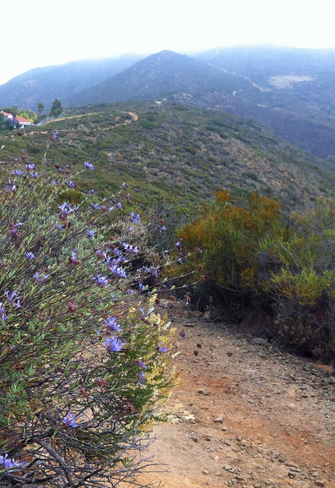 Mountain top with coastal sage scrub and a foggy sky. A tall flower bush is on the left of a winding trail. 