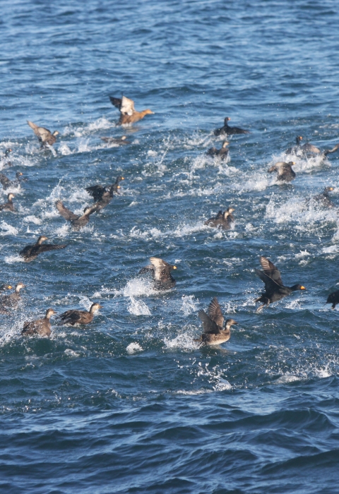 Black scoters in the water