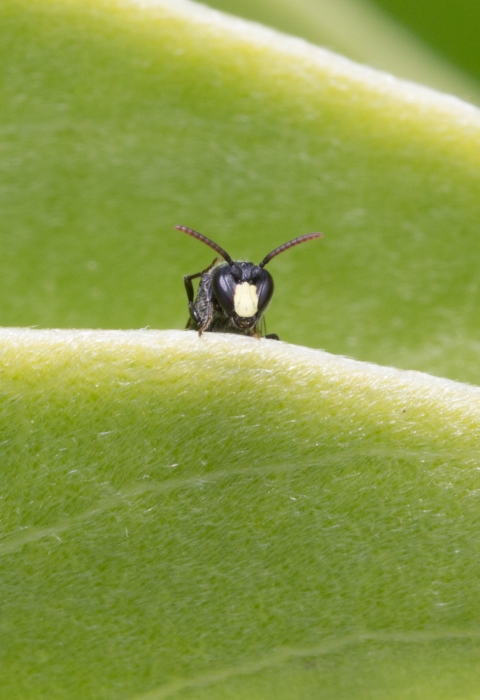 Yellow-faced bee on a naupaka leaf