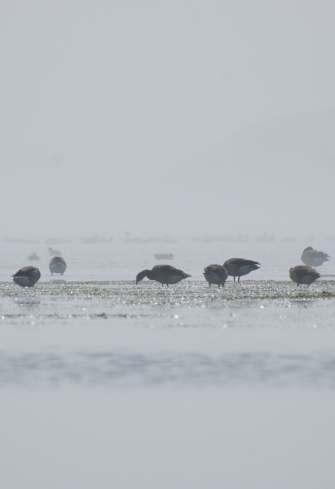 birds foraging in the mist