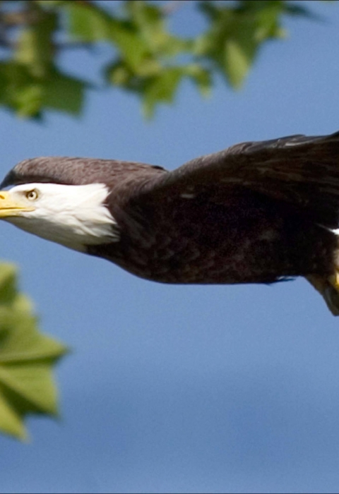  Image of an adult bald eagle.