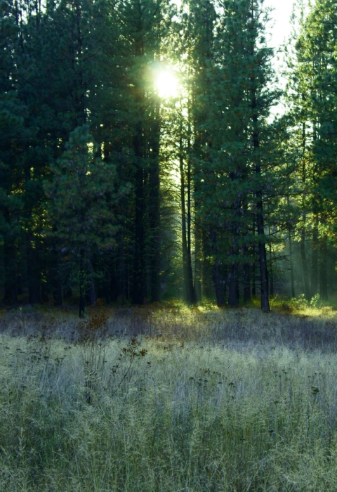  A ponderosa pine forest and meadow with the sun peaking through the trees