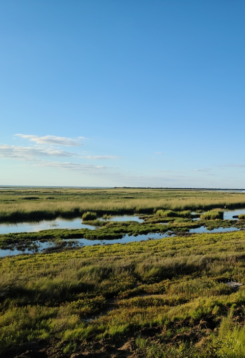 Coastal marsh under a bright blue sky