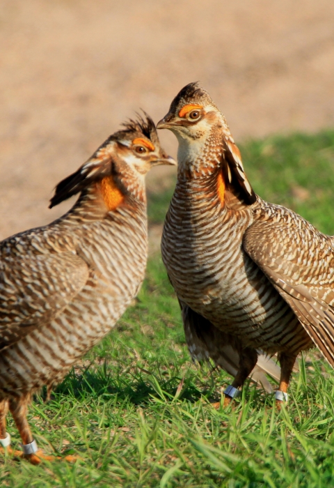 Two male Attwater prairie chickens stand in a grassy patch next to a road.