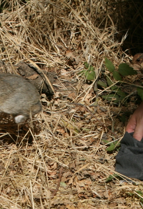 Small brown rabbit running away after being released from a small black bag held by a person.