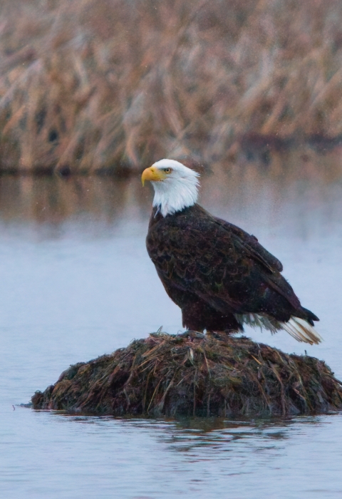 Bald eagle with white head and brown body sits on a lump of brown plant material in middle of body of water.