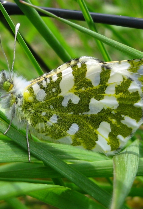 Green and white island marble butterfly on a blade of grass
