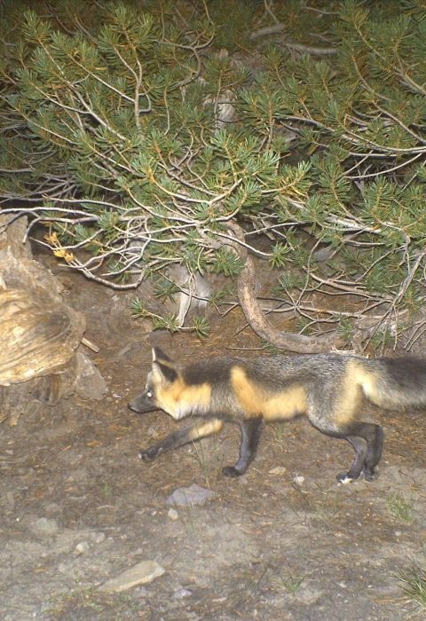 a black and orange-colored fox runs through a forest at night