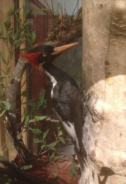 A Taxidermy specimen of an Ivory-Billed woodpecker attached to a tree. 