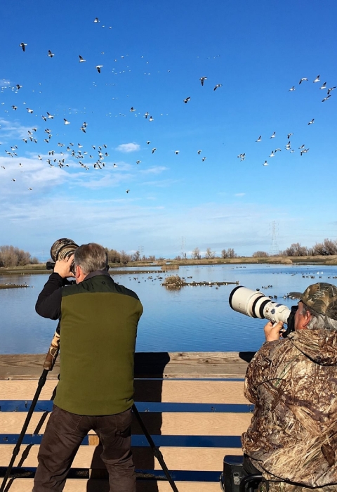 two photographers on viewing platform with cameras pointing to white geese flying in sky. water in background