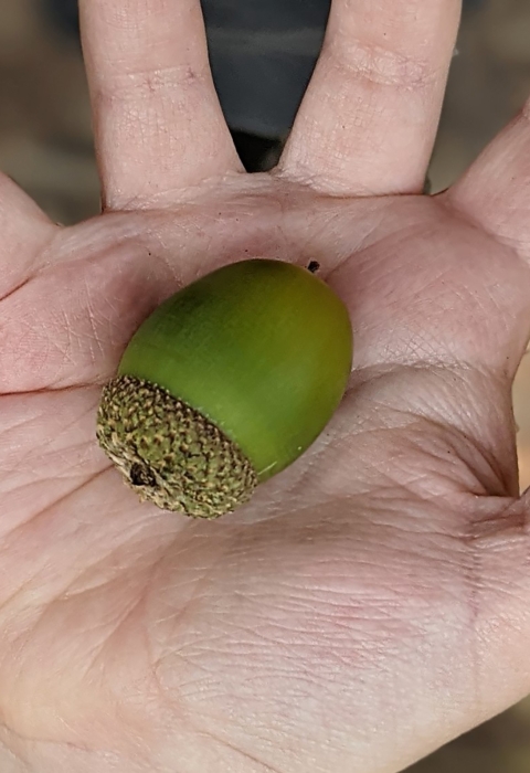 A child's hand holds a green acorn in its palm