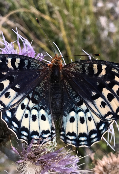 Female silverspot butterfly upperside pictured, black center with distinctive crème spots on outer wings