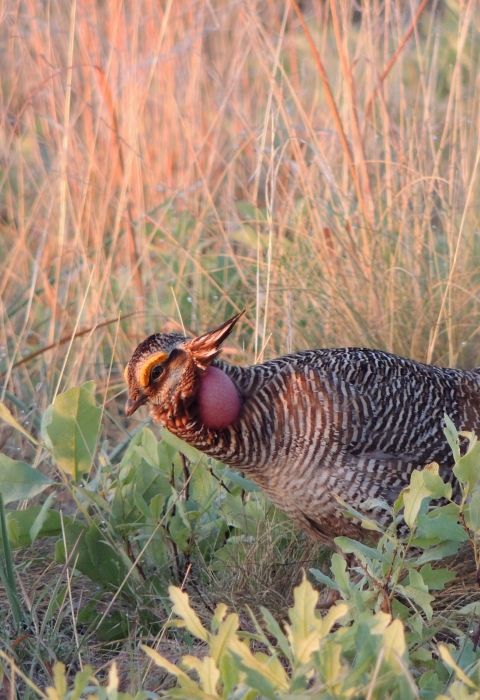 A male lesser prairie-chicken in the fading sunlight
