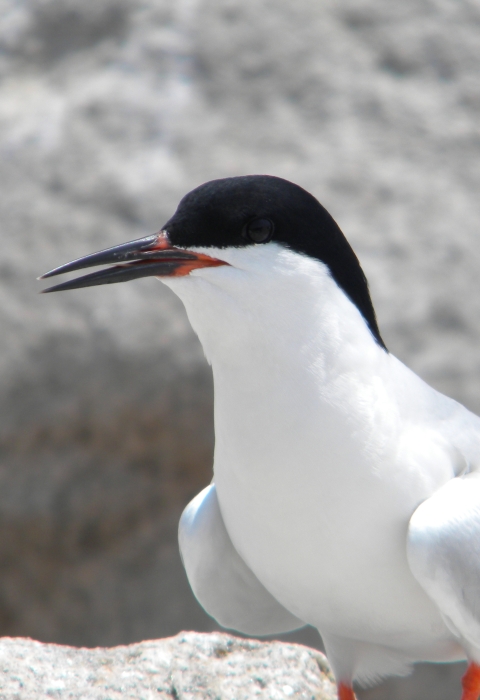 A white bird with light grey wings, black cap and mostly black beak standing on a rock
