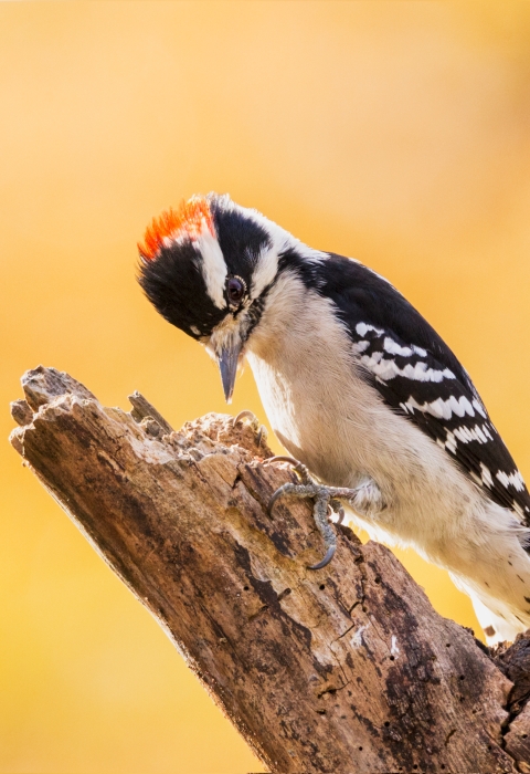 A black and white striped woodpecker with red patch on the top of its head, dark wings with white spots
