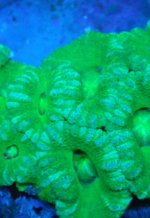 Close-up shot of live corals