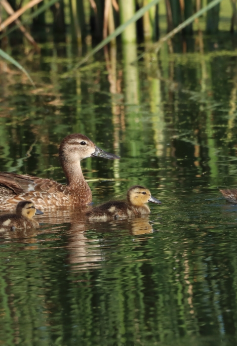 Blue-winged Teal hen and ducklings swimming at Huron Wetland Management District South Dakota