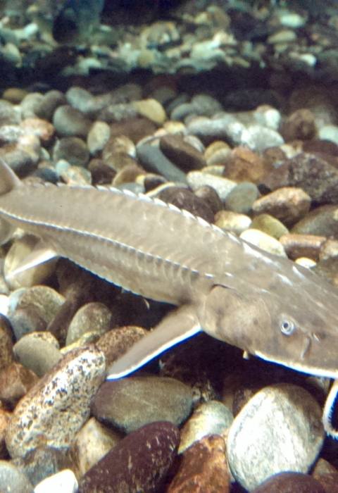 A Shovelnose sturgeon hovers over rocks at the bottom of a water