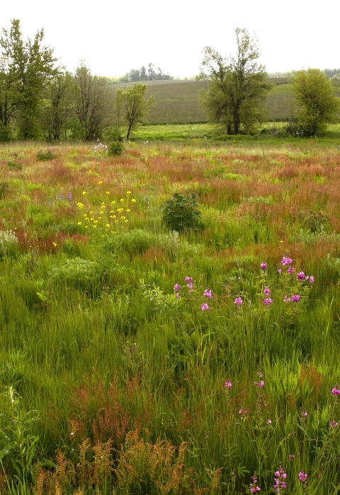 A Willamette Valley prairie in bloom. 