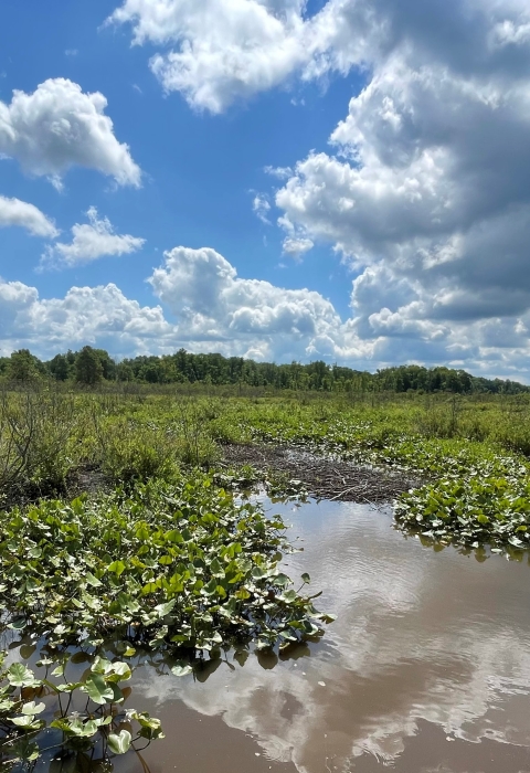 An emergent marsh composed of spatterdock, herbaceous plants, and wetland-loving shrubs grows along Dead Creek.